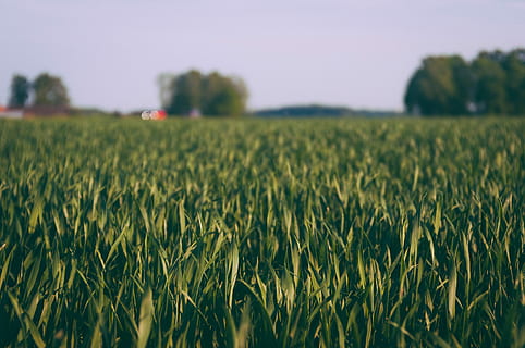 Nahaufnahmen, Grün, Rasenplatz, Grasfeld Fotografie, Gras, Feld, Baum, Landschaft, langes Graß, Landwirtschaft, Müsli, Land, Ernte, Mais, ländlich, Natur, üppig, Rasen, ländliche Szene, Pflanze, Wachstum, Getreidepflanze, Himmel, Umgebung, Bauernhof, Mais - Ernte, Lebensmittel, Schönheit in der Natur, Ruhe, Szenen - Natur, Tag, keine Leute, draußen, 4K, CC0, gemeinfrei, lizenzfrei
