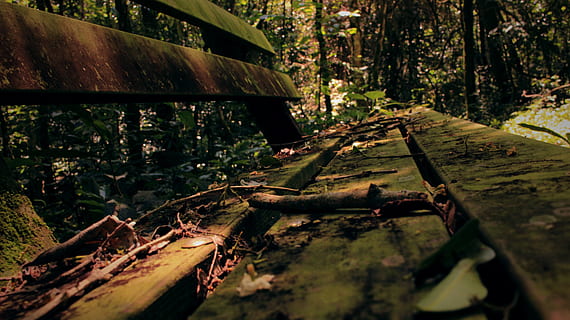 leaf, fall, old, bench, forest, tree, wood - material, no people, rusty, day, nature, plant, land, abandoned, transportation, damaged, plant part, run-down, metal, wood, close-up, obsolete, outdoors, deterioration, 5K, CC0, public domain, royalty free