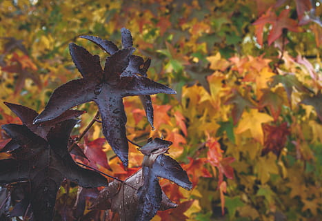 efterår, baggrund, blad, sæson, efterår efterlader baggrunden, falde blade, falde baggrund, løv, farverig, oktober, sæson-, november, farve, natur, gul, plante del, lave om, fokus på forgrunden, tæt på, dag, ingen mennesker, plante, blade, vækst, orange farve, skønhed i naturen, ahorn blad, udendørs, træ, jord, tør, naturlig tilstand, 4K, CC0, offentligt domæne, royaltyfrie