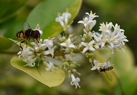 ape, api, fiore, polline, pianta fiorita, insetto, invertebrato, temi animali, animali allo stato selvatico, animale, fragilità, vulnerabilità, fauna selvatica, pianta, bellezza nella natura, petalo, freschezza, testa di fiore, un animale, avvicinamento, crescita, infiorescenza, nessuno, impollinazione, 4K, CC0, dominio pubblico, privo di copyright