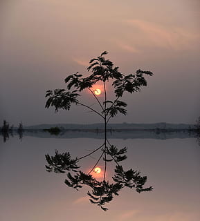 green, leafed, tree, golden, houer, sunset, evening, sun, dusk, water, sky, reflection, orange color, tranquility, beauty in nature, scenics - nature, waterfront, tranquil scene, lake, plant, idyllic, non-urban scene, no people, nature, symmetry, cloud - sky, outdoors, reflection lake, 1080P, CC0, public domain, royalty free