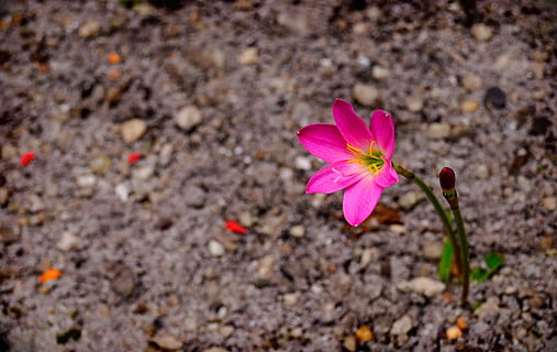 jonquil, flor, jardí, flor, jardí, pètal, color rosa, fragilitat, primer pla, dia, planta amb flors, frescor, bellesa a la natura, planta, vulnerabilitat, cap de flor, inflorescència, naturalesa, creixement, cap gent, centrar-se en primer pla, a l'aire lliure, terra, pol·len, primavera, porpra, 1080P, CC0, domini públic, lliure de regalies