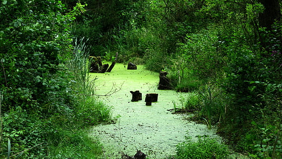 Natur, Sumpf, Aussicht, Wald, Pflanze, Baum, grüne Farbe, Wachstum, Land, Tag, Ruhe, keine Leute, draußen, Laub, üppiges Laub, ruhige Szene, Schönheit in der Natur, Richtung, Szenen - Natur, Nicht-städtische Szene, Grün, Sonnenlicht, 4K, CC0, gemeinfrei, lizenzfrei