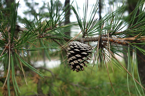 Pinha, Pinhal, pinho, madeira, natureza, dia, um animal, ao ar livre, crescimento, ninguém, plantar, árvore, beleza na natureza, fechar-se, animais em estado selvagem, animal, focar em primeiro plano, cor verde, temas animais, animais selvagens, Pinheiro, foco seletivo, inseto, asa animal, borboleta - inseto, árvore conífera, agulha - parte da planta, 5K, CC0, domínio público, royalty free