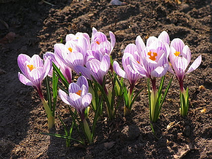 şofran, rece, floare, primăvară, a inflori, palidă liliacă palidă, grădină, Pământ, planta cu flori, plantă, frumusețe în natură, prospeţime, fragilitate, vulnerabilitate, petală, creştere, teren, Violet, natură, iris, a închide, camp, cap de floare, nici o persoana, inflorescenţă, lumina soarelui, în aer liber, polen, pat de flori, 1080P, CC0, domeniu public, fără drepturi de autor