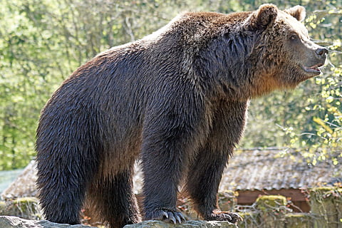 Marrone, orso, alberi dalle foglie verdi, giorno, zoo, in posa, natura, animale, orso bruno, mammifero, carnivoro, animali allo stato selvatico, grande, foresta, all'aperto, temi animali, fauna selvatica, un animale, vista laterale, nessuno, vertebrato, analizzare, cercare, guardare, a piedi, lunghezza intera, felino, concentrarsi sulle conoscenze acquisite, guardando lontano, vista profilo, testa di animale, 5K, CC0, dominio pubblico, privo di copyright