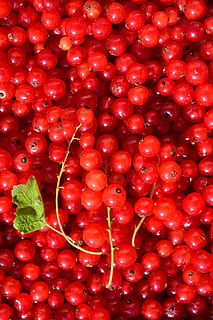 ribes, sfondo, struttura, frutta, bacca, cibo, ribes rosso, rosso, quantitativo, aspro, giardino, brillante, massa, cibo e bevande, mangiare sano, freschezza, benessere, grande gruppo di oggetti, fotogramma intero, nessuno, sfondi, abbondanza, avvicinamento, direttamente sopra, ciliegia, frutti di bosco, natura morta, stelo vegetale, natura, in casa, maturo, 5K, CC0, dominio pubblico, privo di copyright