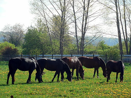 hester, paddock, kopling, beitemark, dyr, mane, hesthodet, gresse, ri, flokk, hest, beite, tre, dag, ingen folk, gress, anlegg, dyre temaer, gruppe dyr, land, pattedyr, virveldyr, husdyr, felt, innenlands, dyreliv, kjæledyr, natur, planteetende, utendørs, 2K, CC0, offentlig domene, opphavsrett gratis