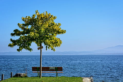arbre, banc, individualment, llac, paisatge, aigua, naturalesa, vora del llac, chiemsee, humor, idil·li, aigües, romàntic, cel, llunyà, ampli, previsió, horitzó, romanç, harmonia, planta, bellesa a la natura, tranquil·litat, escenics - natura, mar, escena tranquil·la, seient, color verd, blau, creixement, cap gent, horitzó sobre l’aigua, dia, a l'aire lliure, Banc del parc, 2K, CC0, domini públic, lliure de regalies