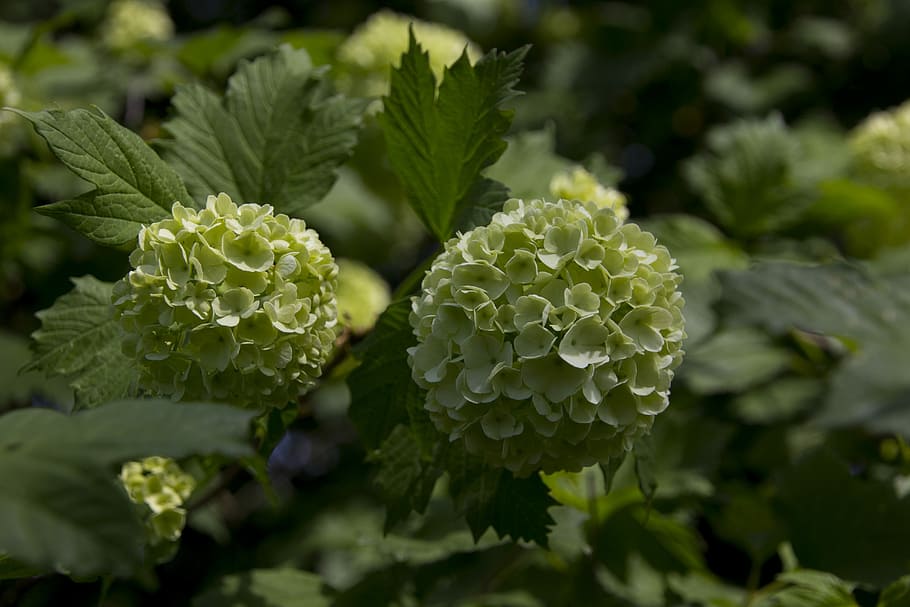flor, florir, bola de neu, primavera, bola de neu difusa, bola de neu real, blanc, globosa, planta, creixement, bellesa a la natura, full, color verd, part de la planta, frescor, naturalesa, primer pla, cap gent, planta amb flors, dia, menjar i beguda, a l'aire lliure, menjar, vegetals, enfocament selectiu, centrar-se en primer pla, jardí, cap de flor, llit de flors, 5K