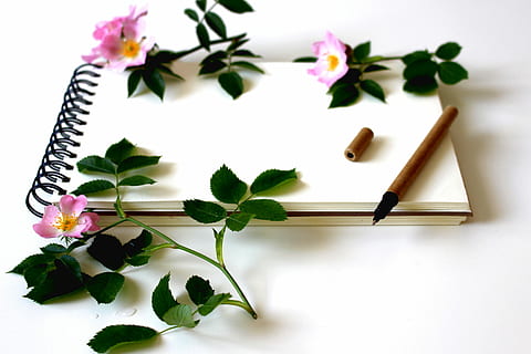 Weiß, Skizzenbuch, drei, Rosa, Blütenblätter, oben, Notizbuch, verlassen, Anmerkungen, Schreibwerkzeug, schreiber, Schreibwaren, Papier-, leeren, Buch, Tagebuch, aufschreiben, Blatt, Blumen, Hinweis, lernen, Schreibtisch, eingeben, Tabelle, Studie, leere Seiten, Rosen, romantisch, Liebesbrief, schließen, Pflanze, Blume, blühende Pflanze, Pflanzenteil, Natur, Schönheit in der Natur, Frische, drinnen, weißer Hintergrund, keine Leute, Nahansicht, Blütenblatt, Zerbrechlichkeit, Studioaufnahme, Verletzlichkeit, grüne Farbe, Anordnung, Blütenkopf, Blütenstand, lila, Botschaft, Blumenstrauß, 5K, CC0, gemeinfrei, lizenzfrei