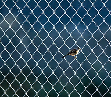 Vogel, Fens Gitter, selektiv, fokus fotografie, Kolibri, Link Zaun, Zaun, Draht, Weiß, Gefieder, ein Tier, Tier, Tierthemen, Tiere in freier Wildbahn, Tierwelt, Barriere, Grenze, Maschendrahtzaun, keine Leute, Wirbeltier, Spatz, Sicherheit, Tag, Fokus auf den Vordergrund, Schutz, draußen, Insekt, 1080P, CC0, gemeinfrei, lizenzfrei