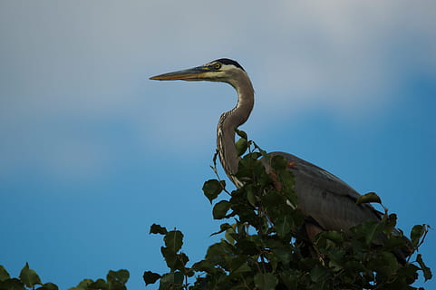 airone, uccello, becco, temi animali, fauna selvatica, animali allo stato selvatico, animale, vertebrato, un animale, pianta, natura, albero, nessuno, appollaiati, cielo, giorno, blu, Inquadratura dal basso, vista laterale, all'aperto, ramo, cicogna, vista profilo, 4K, CC0, dominio pubblico, privo di copyright