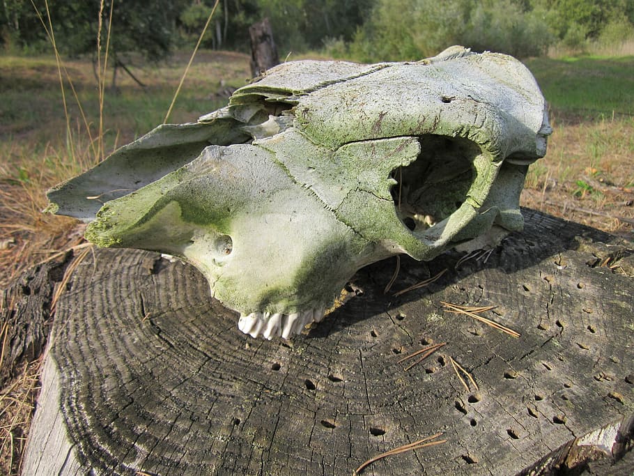 crani, os, animal, dents, mort, esquelet, horror, símbol, por, resistent, part del cos dels animals, crani d’animals, ossos d’animals, cocodril, cap gent, primer pla, terra, naturalesa, esquelet animal, part del cos, dia, material de fusta, temes d'animals, color verd, planta, camp, arbre, escorça, 2K