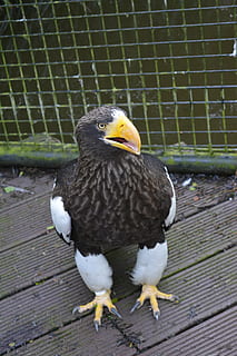 stellar, Seeadler, Vogel, Adler, Raubtier, Tierwelt, Feder, braun, Tier, Tierthemen, Wirbeltier, Tiere in freier Wildbahn, ein Tier, Tag, keine Leute, Raubvogel, Nahansicht, hocken, Tiere in Gefangenschaft, Fokus auf den Vordergrund, Schnabel, Vorderansicht, Holz - Material, draußen, Käfig, 5K, CC0, gemeinfrei, lizenzfrei
