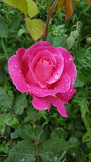 pluja, caiguda, rosa, pluja, tirar, flor, humit, pètal, naturalesa, flor de roses, planta, bellesa a la natura, aigua, creixement, planta amb flors, fragilitat, inflorescència, frescor, cap de flor, vulnerabilitat, full, part de la planta, primer pla, cap gent, a l'aire lliure, color rosa, rosada, gota de pluja, temporada de pluges, puresa, 5K, CC0, domini públic, lliure de regalies