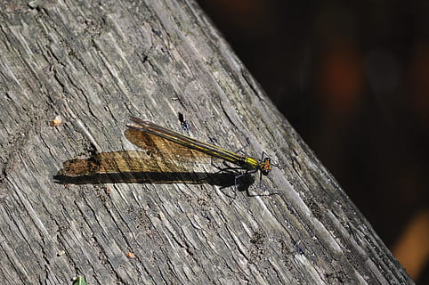 Damselfly, Libelle, Insekt, Flügel, Insekt, Flügel, Tierwelt, Fehler, klein, zart, zerbrechlich, wild, Entomologie, draussen, Leben, Natur, wirbellos, Holz - Material, ein Tier, Tierthemen, draußen, Tag, Tiere in freier Wildbahn, Tier, Nahansicht, Tierflügel, Fokus auf den Vordergrund, keine Leute, texturiert, Brett, Rau, Sonnenlicht, Zoologie, Schmetterling - Insekt, 4K, CC0, gemeinfrei, lizenzfrei