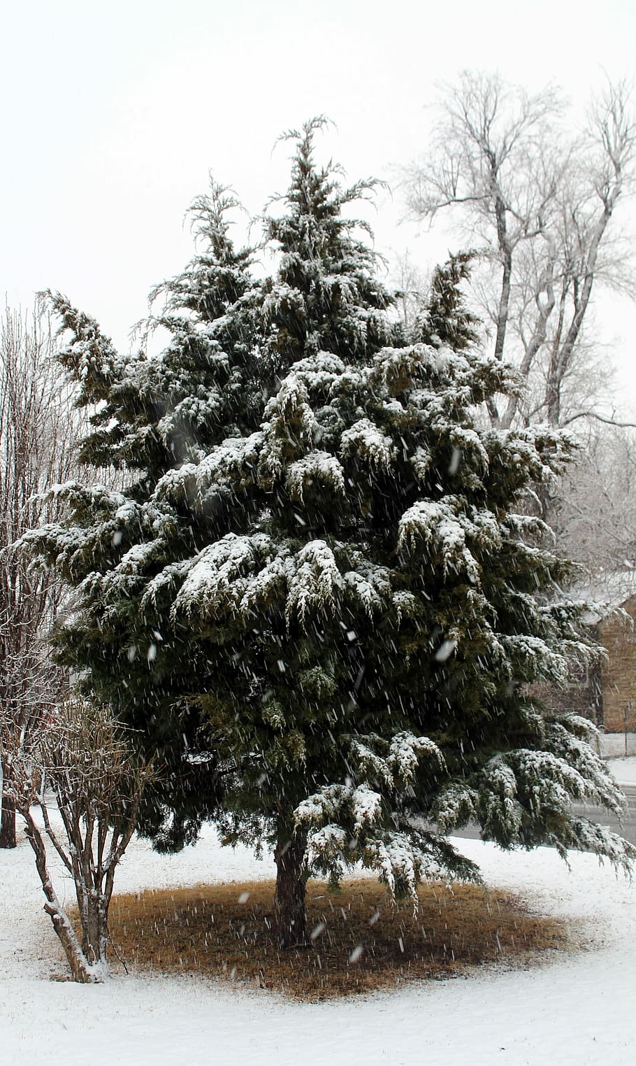 neu, cedre, arbre, hivern, fred, cedre, arbre, ciutat del mig oest, Oklahoma, temperatura de fred, naturalesa, nevar, planta, bellesa a la natura, cobertura, dia, tranquil·litat, terra, cap gent, escenics - natura, creixement, escena tranquil·la, medi ambient, bosc, escena no urbana, congelat, arbre de coníferes, a l'aire lliure, pi, avet, clima extrem, 4K