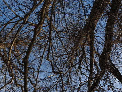 drzewa, gałęzie, aste, baldachim, drzewo, nagie drzewo, niebo, niski kąt widzenia, roślina, Oddział, spokój, żadnych ludzi, Natura, bagażnik samochodowy, pnia drzewa, na dworze, piękno natury, pełna ramka, dzień, złożoność, tła, czyste Niebo, wylądować, spokojna scena, martwa roślina, Korona drzewa, Wierzba, 4K, CC0, domena publiczna, darmowe zdjęcia