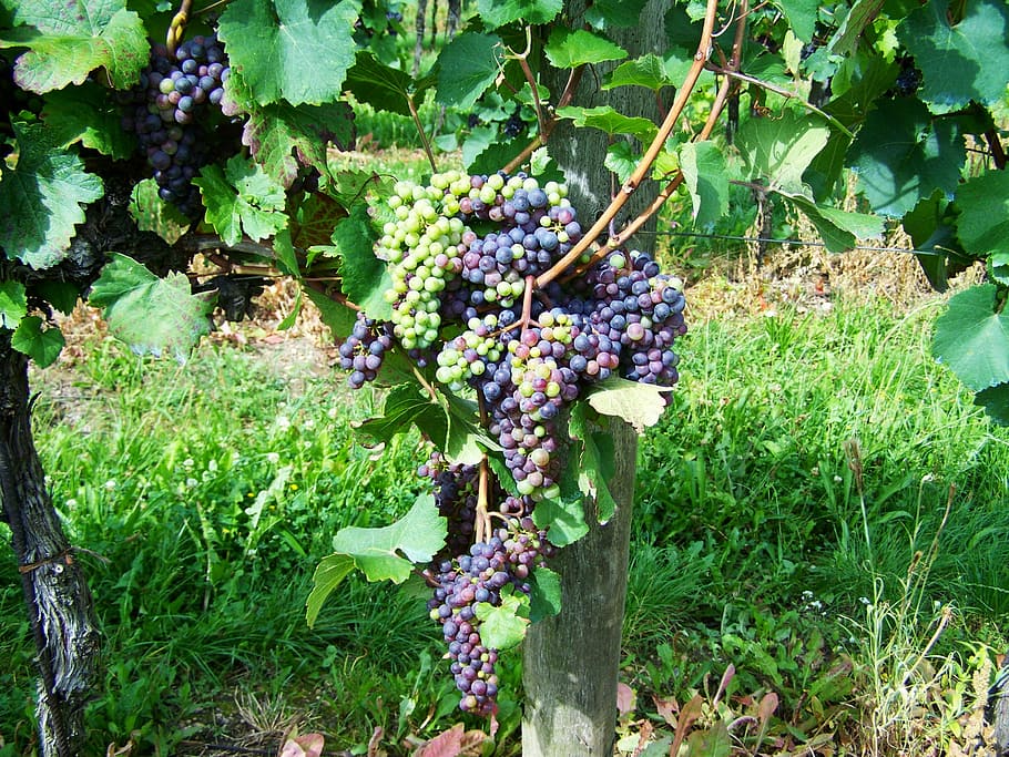 uva, frutta, coltura cluster, crescita, cibo e bevande, pianta, mangiare sano, cibo, freschezza, parte vegetale, foglia, vigneto, colore verde, agricoltura, natura, benessere, campo, terra, vinificazione, giorno, vite, nessuno, maturo, all'aperto, piantagione, viola, 2K