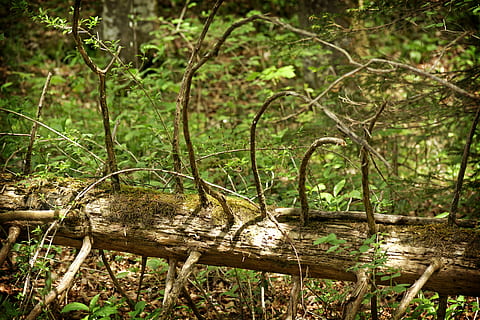 Log, Baum, alt, Natur, Holz, Moos, tote Pflanze, kahl, verwittert, morsch, Wildnis, zerfallen, tot, totes Holz, Pflanze, Wald, Tierwelt, Tierthemen, Land, Tier, Tiere in freier Wildbahn, ein Tier, keine Leute, Säugetier, Tag, Wirbeltier, Ast, draußen, Holz - Material, Entspannung, 5K, CC0, gemeinfrei, lizenzfrei