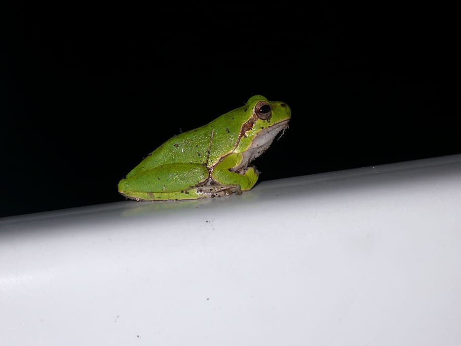 raganella, verde, natura, un animale, temi animali, animale, fauna selvatica, animali allo stato selvatico, vertebrato, colore verde, lucertola, rettile, copia spazio, nessuno, notte, sfondo nero, anfibio, all'aperto, avvicinamento, terra, girato in studio, rana, iguana, 2K