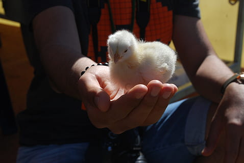 pollet, Pasqua, nadó, primavera, ocell, la vida, mamífer, mascotes, nacional, animals domèstics, un animal, vertebrats, animal jove, secció mitjana, celebració, una persona, mà humana, mà, persones reals, homes, centrar-se en primer pla, ocell jove, pollastre - ocell, propietari d’una mascota, 4K, CC0, domini públic, lliure de regalies