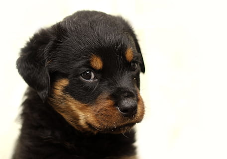 black, tan, rottweiler puppy, black and tan, Rottweiler, puppy, dog, background, thoroughbred, animal, white, cute, pet, young, one, brown, home, small, studio, mammal, beautiful, meringue, a little, portrait, puppies, nature, family tree, happy, k-9, safety, dogs, pets, domestic animals, one animal, domestic, canine, animal themes, vertebrate, young animal, black color, indoors, close-up, studio shot, white background, no people, animal head, animal body part, snout, 4K, CC0, public domain, royalty free