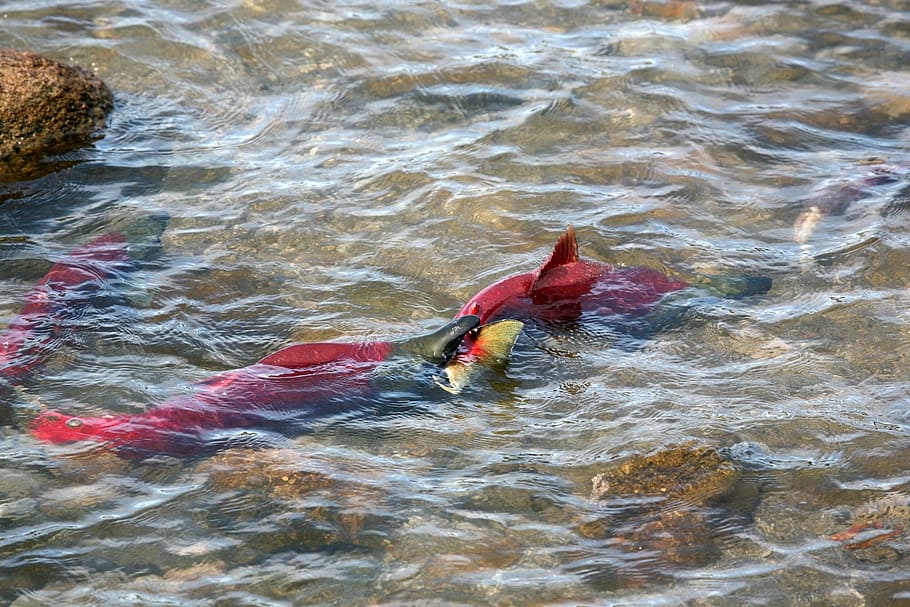 peix, salmó, chum, frau, spawn, un ramat de, yama, recés, platja, depredador, aigua, esport, moviment, estils de vida, activitat d'oci, vista d’angle alt, una persona, naturalesa, persones reals, mar, esport aquàtic, davant del mar, homes, dia, nedar, surf, aventura, a l'aire lliure, 1080P