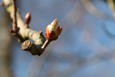 bud, spring, chestnut, bloom, tree, branch, sky, nature, focus on foreground, close-up, day, no people, plant, outdoors, growth, selective focus, beauty in nature, beginnings, sunlight, twig, flower, vulnerability, new life, freshness, 4K, CC0, public domain, royalty free