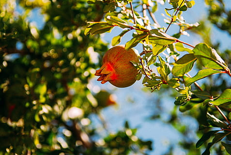 Granatapfelfrucht, Granatapfel, Obst, Ast, Natur, Baum, Blatt, rot, reif, draußen, Pflanze, Frische, Lebensmittel, Landwirtschaft, Herbst, Sommer-, organisch, Jahreszeit, Nahansicht, grüne Farbe, ein Tier, Tierwelt, Tiere in freier Wildbahn, Tierthemen, Vogel, Tier, Wirbeltier, Wachstum, keine Leute, Fokus auf den Vordergrund, Schönheit in der Natur, Pflanzenteil, Essen und Trinken, 4K, CC0, gemeinfrei, lizenzfrei