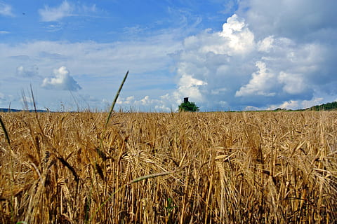 korn, felter, skyer, himmel, landbrug, sommer, aborre, natur, høst, blå, gul, Mark, vækst, sky - himmel, dag, jord, landlige scene, landskab, afgrøde, korn plante, plante, gård, miljø, ro, hvede, skønhed i naturen, scenics - natur, rolig scene, ingen mennesker, stilk, plantage, 2K, CC0, offentligt domæne, royaltyfrie