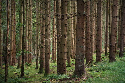 foresta, alberi, rami, foreste, legna, natura, foresta di conifere, Spessart, purtroppo bach, albero, pianta, terra, tronco d'albero, tronco, bosco, scena tranquilla, crescita, la tranquillità, Pino, scenics - natura, bellezza nella natura, scena non urbana, ambiente, albero di conifere, nessuno, colore verde, bosco di pini, albero sempreverde, bambù - pianta, 5K, CC0, dominio pubblico, privo di copyright