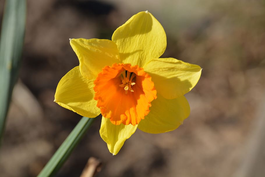 květ, jaro, velikonoční, zvony, velikonoční zvony, žlutý květ, narcis, makro, Příroda, okvětní lístek, křehkost, květu hlavy, detail, kvetoucí rostlina, zranitelnost, rostlina, krása v přírodě, svěžest, žlutá, květenství, růst, zaměřit se na popředí, nikdo, den, pyl, venku, 5K