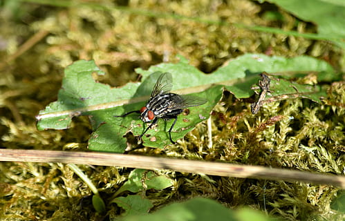 Mucha, græs, makro, insekt, natur, grøn, vegetation, have, vinger, tæt på, flyvende, dyreliv, dyr, dyre temaer, dyr i naturen, hvirvelløse, plante, grøn farve, et dyr, blad, plante del, ingen mennesker, dag, selektiv fokusering, udendørs, zoologi, 4K, CC0, offentligt domæne, royaltyfrie