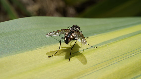 Bild, Insektenmakro, fliegen, Natur, Insekt, Tierthemen, wirbellos, Tierwelt, Tier, ein Tier, Tiere in freier Wildbahn, grüne Farbe, Nahansicht, Pflanzenteil, Blatt, Tierflügel, keine Leute, Tag, draußen, Gelb, Fokus auf den Vordergrund, Pflanze, 4K, CC0, gemeinfrei, lizenzfrei