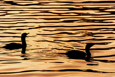zwei, Enten, Karosserie, Wasser, golden, Stunde, Textur, Muster, goldenes Licht, Vogel, Tiere in freier Wildbahn, Tierwelt, Tierthemen, Tier, Silhouette, Schwimmen, Wirbeltier, Ufergegend, Sonnenuntergang, See, keine Leute, gewellt, Gruppe von Tieren, Natur, schwarze Farbe, Schönheit in der Natur, 2K, CC0, gemeinfrei, lizenzfrei