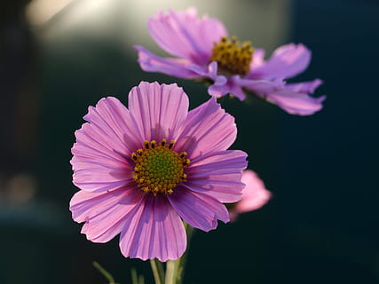 astro, fiore, fioritura, pianta fiorita, freschezza, petalo, vulnerabilità, fragilità, pianta, testa di fiore, infiorescenza, colore rosa, crescita, bellezza nella natura, avvicinamento, polline, concentrarsi sulle conoscenze acquisite, natura, nessuno, all'aperto, margherita, 2K, CC0, dominio pubblico, privo di copyright