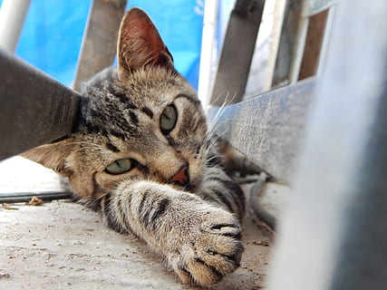 gato malhado marrom, gato, animal, descansar, mamífero, relaxamento, temas animais, felino, um animal, gato doméstico, pets, doméstico, animais domésticos, vertebrado, ninguém, em repouso, dia, deitado, dormindo, olhos fechados, fechar-se, arquitetura, bigode, 2K, CC0, domínio público, royalty free
