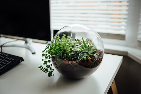 bersih, terarium kaca, putih, kayu, meja, komputer, keyboard, elektronik, modern, teknologi, bisnis, kantor, kerja, meja tulis, pedalaman, menanam, Desain, dalam ruangan, jendela, tanaman di dalam pot, tidak ada orang, herba, pertumbuhan, makanan dan minuman, alam, makanan, daun, tanaman rumah, hari, kesegaran, ambang jendela, tampilan sudut tinggi, kamar domestik, pot bunga, 2K, CC0, domain publik, bebas royalti