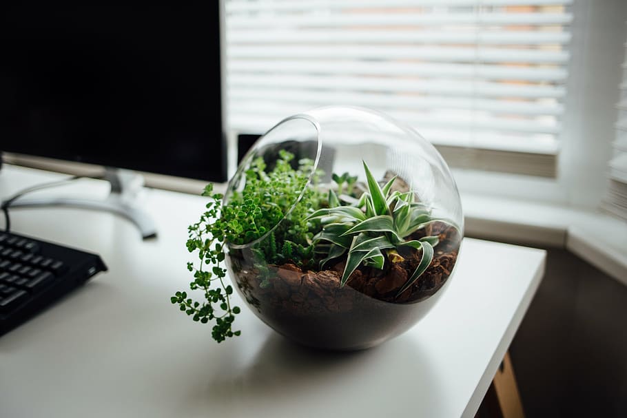 clar, terrari de vidre, blanc, fusta, taula, ordinador, teclat, electrònica, modern, tecnologia, negocis, oficina, treballar, escriptori, interior, planta, disseny, a l'interior, finestra, planta en test, cap gent, herba, creixement, menjar i beguda, naturalesa, menjar, full, planta d'interior, dia, frescor, ampit de la finestra, vista d’angle alt, habitació domèstica, test de flor, 2K