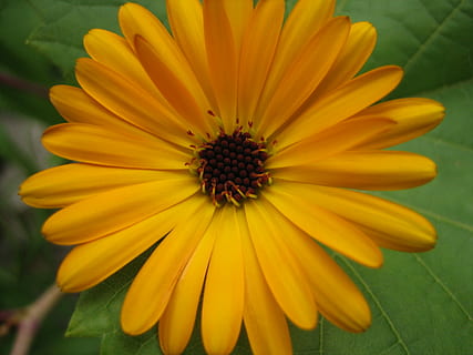 floare, Calendula, natură, petală, galben, fragilitate, plantă, cap de floare, planta cu flori, prospeţime, inflorescenţă, vulnerabilitate, creştere, frumusețe în natură, a închide, polen, nici o persoana, să se concentreze asupra primelor elemente, echinacea, zi, 2K, CC0, domeniu public, fără drepturi de autor