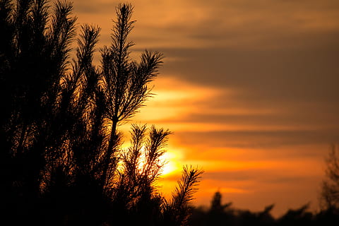 sunset, pine, needles, branches, yellow, orange, mood, abendstimmung, evening, heathland, wahner pagan, silhouette, holiday, sun, romantic, plant, sky, tree, orange color, tranquility, growth, beauty in nature, cloud - sky, scenics - nature, tranquil scene, no people, nature, idyllic, dramatic sky, non-urban scene, outdoors, low angle view, environment, coniferous tree, romantic sky, 5K, CC0, public domain, royalty free