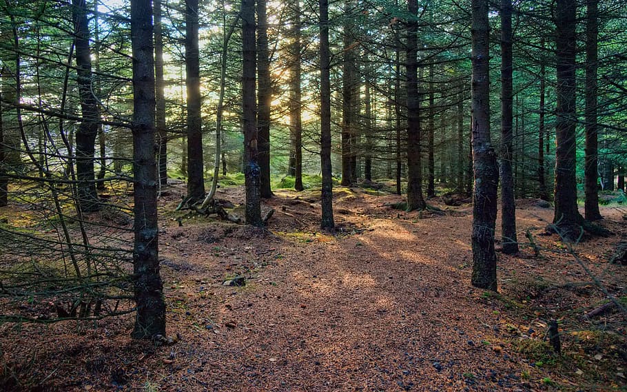densa, bosc, verd, terra, arbre, planta, tranquil·litat, bellesa a la natura, tronc, tronc de l'arbre, escena tranquil·la, creixement, cap gent, naturalesa, escena no urbana, escenics - natura, dia, llum solar, paisatge, idíl·lic, medi ambient, ruta, 2K