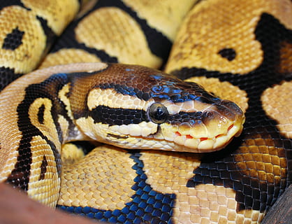 close, photo, close up, Burmese Python, snake, python, ball python, animal, scale, beauty, reptile, python regius, pastel, africa, constrictor, exotic, non toxic, ballpyhton, brown, terraristik, golden, animal wildlife, close-up, animal scale, animal themes, one animal, vertebrate, animals in the wild, animal body part, sign, zoo, warning sign, animals in captivity, communication, natural pattern, animal head, nature, no people, curled up, poisonous, animal eye, animal tongue, 2K, CC0, public domain, royalty free