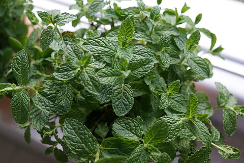 fulles verdes, pfeferminz, herbes, cuina, primavera, aroma, perfum, substància activa, cosmètics, spa, bellesa, bonic, cel·lular, Dia de les dones, Pasqua, Pentecosta, jardí, parc, relaxació, regal, sorpresa, tee, preparació, planta medicinal, Alemanya, illa, mainau, península, més, llocs d'interès, al sud, amor, color, verd, color verd, full, part de la planta, menjar i beguda, planta, menjar, creixement, frescor, herba, primer pla, naturalesa, alimentació saludable, benestar, fulla de menta - culinària, cap gent, dia, centrar-se en primer pla, bellesa a la natura, enfocament selectiu, a l'aire lliure, 5K, CC0, domini públic, lliure de regalies