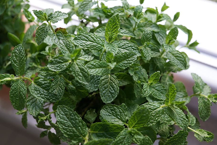 fulles verdes, pfeferminz, herbes, cuina, primavera, aroma, perfum, substància activa, cosmètics, spa, bellesa, bonic, cel·lular, Dia de les dones, Pasqua, Pentecosta, jardí, parc, relaxació, regal, sorpresa, tee, preparació, planta medicinal, Alemanya, illa, mainau, península, més, llocs d'interès, al sud, amor, color, verd, color verd, full, part de la planta, menjar i beguda, planta, menjar, creixement, frescor, herba, primer pla, naturalesa, alimentació saludable, benestar, fulla de menta - culinària, cap gent, dia, centrar-se en primer pla, bellesa a la natura, enfocament selectiu, a l'aire lliure, 5K