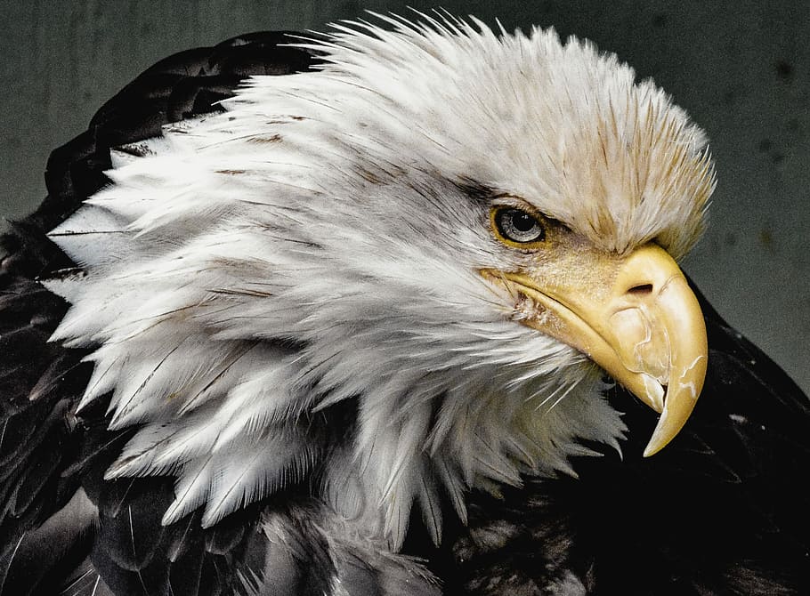 àguila, primer pla, foto, àguila calba, ploma, bec, ocell, depredador, cometa, vida salvatge, americà, alaska, juneau, animal, temes d'animals, un animal, vertebrats, rapinyaire, animals a la natura, fauna animal, àguila - ocell, cap gent, part del cos dels animals, dia, naturalesa, centrar-se en primer pla, cap d’animals, ull d’animals, 2K