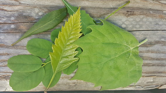 blad, blade, efterår, grøn, bred vifte, kontrast, løv, stilk, skrøbelighed, plante del, grøn farve, plante, vækst, tæt på, natur, dag, ingen mennesker, udendørs, høj vinkel visning, murbygningsfunktion, skønhed i naturen, bladvenen, friskhed, træ - materiale, direkte over, naturligt mønster, fokus på forgrunden, 5K, CC0, offentligt domæne, royaltyfrie