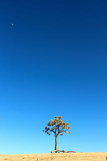 vert, arbre, marron, champ, jour, plante, pin, conifère, la nature, été, environnement, solitaire, ciel, bleu, lune, croissant, lunaire, Azur, Couleur, le sable, sec, déserté, paysage, scène, désert, climat aride, dune de sable, paysages, en plein air, personne, beauté dans la nature, tranquillité, ciel clair, espace de copie, scène tranquille, terre, paysages - nature, croissance, journée, arbre unique, horizon au-dessus de la terre, horizon, climat, semi-aride, 2K, CC0, domaine public, libre de droits